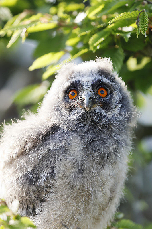 长耳猫头鹰(Asio otus)幼鸟